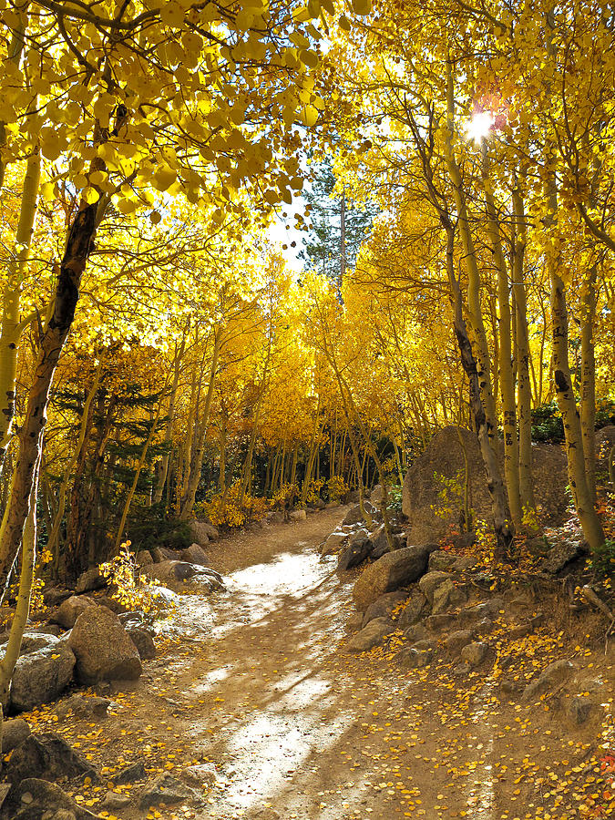Aspen Path Photograph by Dave Daniel - Fine Art America
