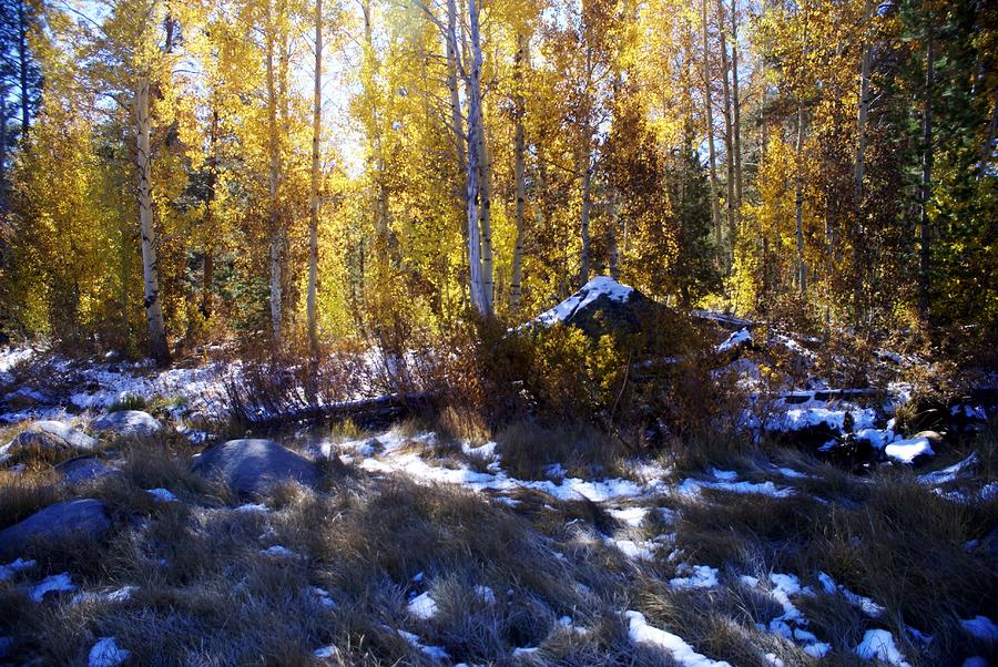 Aspen Snowfall Photograph by Michael Courtney - Fine Art America