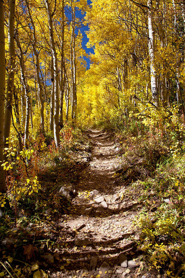 Tree Photograph - Aspen Trail by Adam Pender