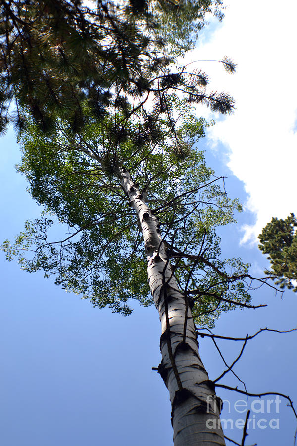 Tree Photograph - Aspen Tree by Roxann Whited