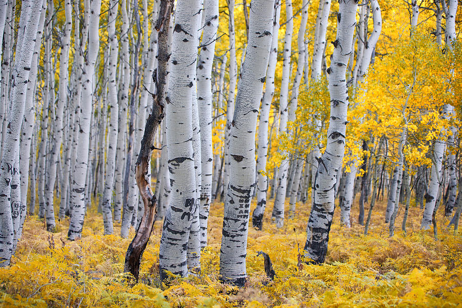 Aspen Trees Photograph