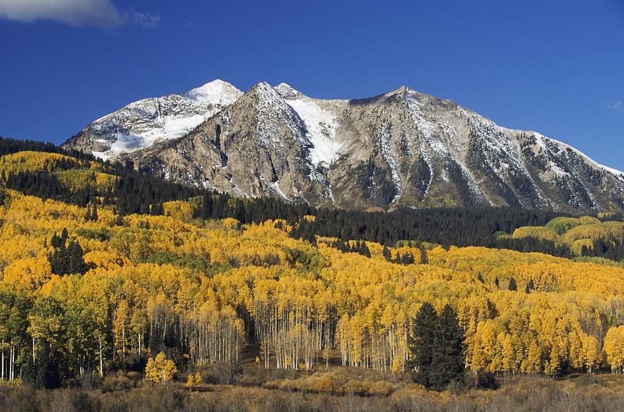 Aspen Trees In Autumn, Rocky Mountains Photograph by David Ponton