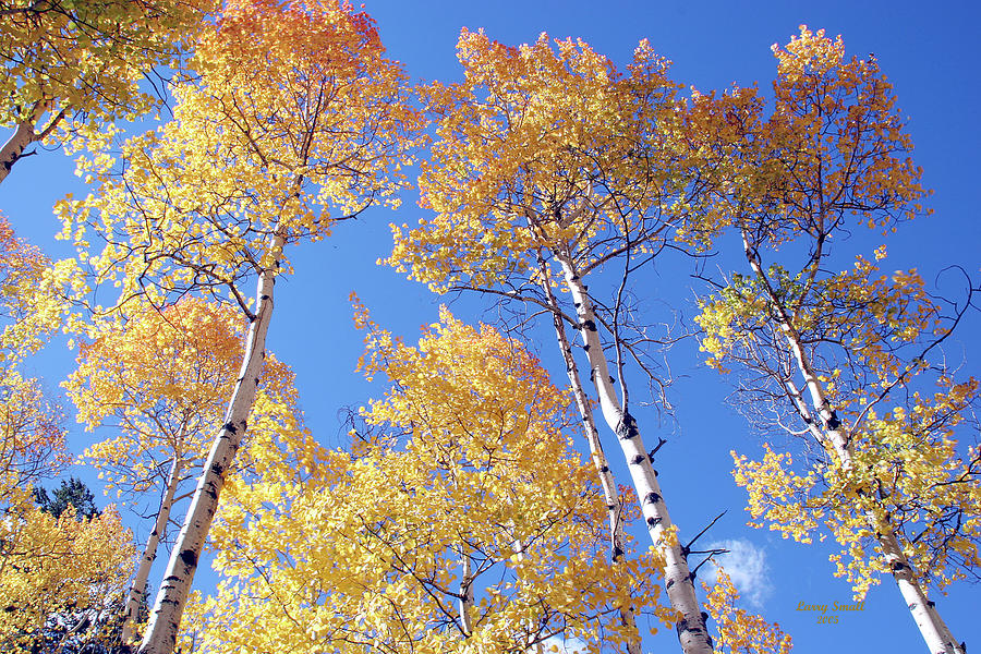 Aspen Trees Photograph by Larry Small