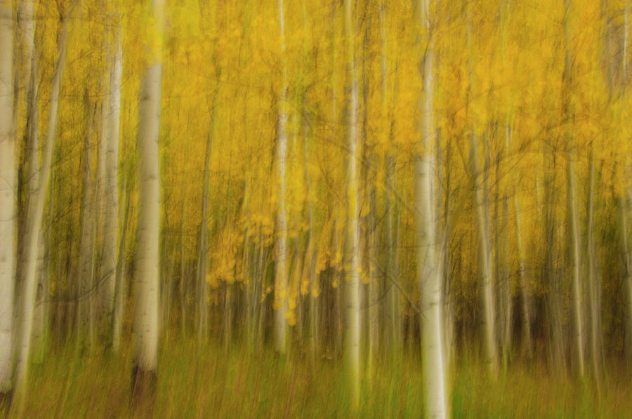 Aspen valley Photograph by Carolyn DAlessandro