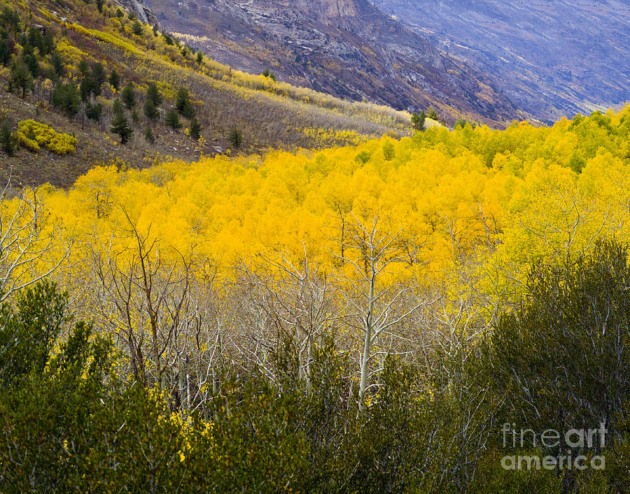 Aspen Valley Grove Photograph by L J Oakes