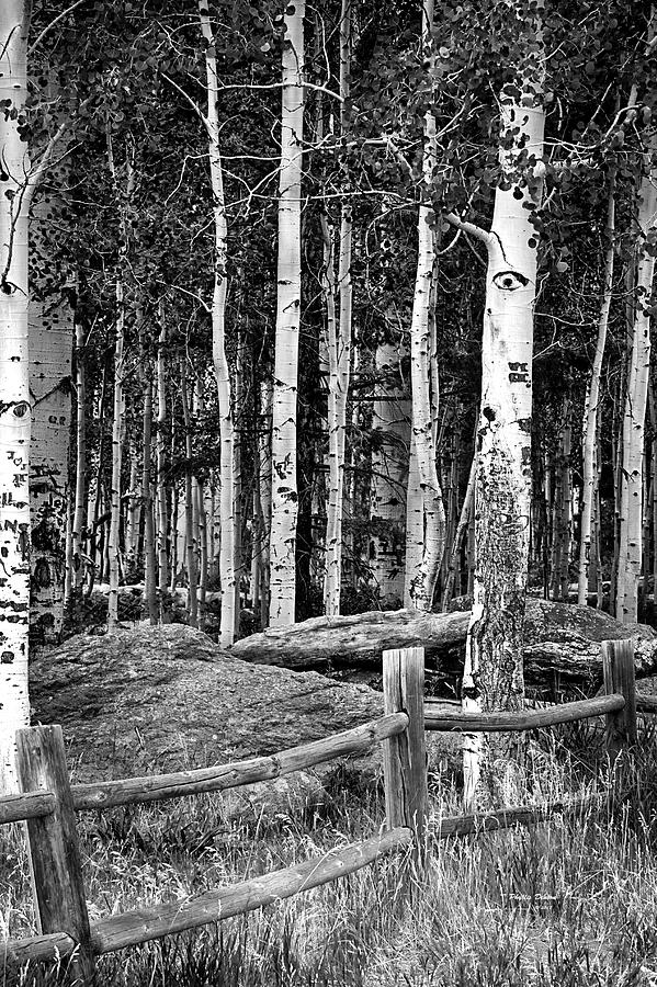Aspens And Fence Black and White Photograph by Phyllis Denton