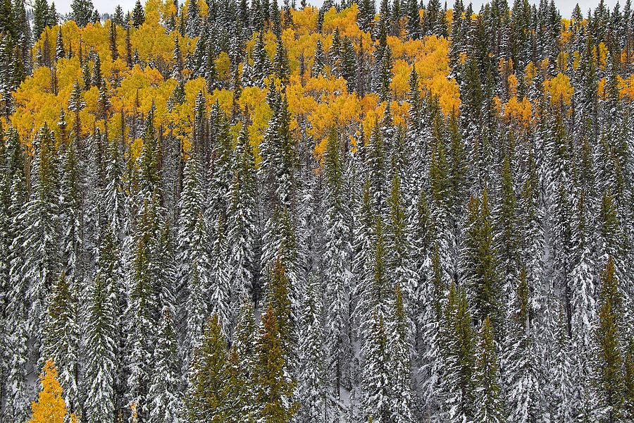 Mountain Photograph - Aspens and Firs  Cumbres Pass by Nathan Mccreery
