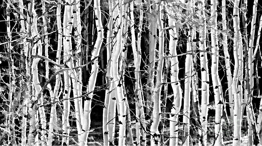 Tree Photograph - Aspens by Clare VanderVeen
