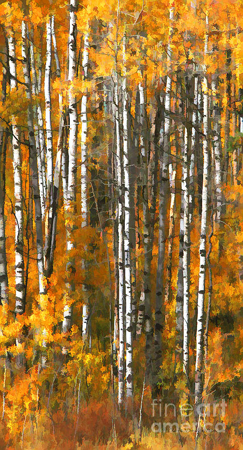Aspens in Color Photograph by Clare VanderVeen