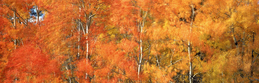 Aspens In Fall With Wind, Near 100 Mile Photograph by David Nunuk