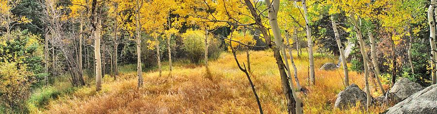 Aspens Panorama Photograph by Larry Darnell