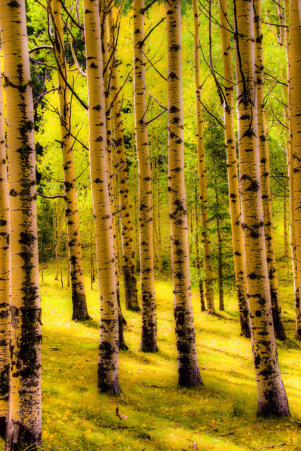 Aspens Photograph by Tommy Farnsworth