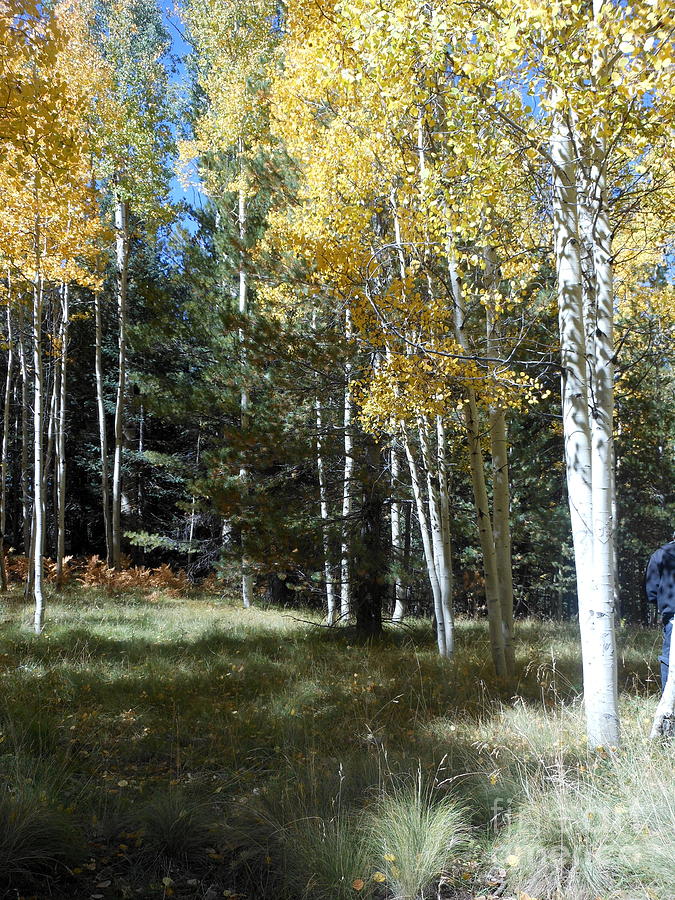 Aspens Two Photograph by Fred Wilson