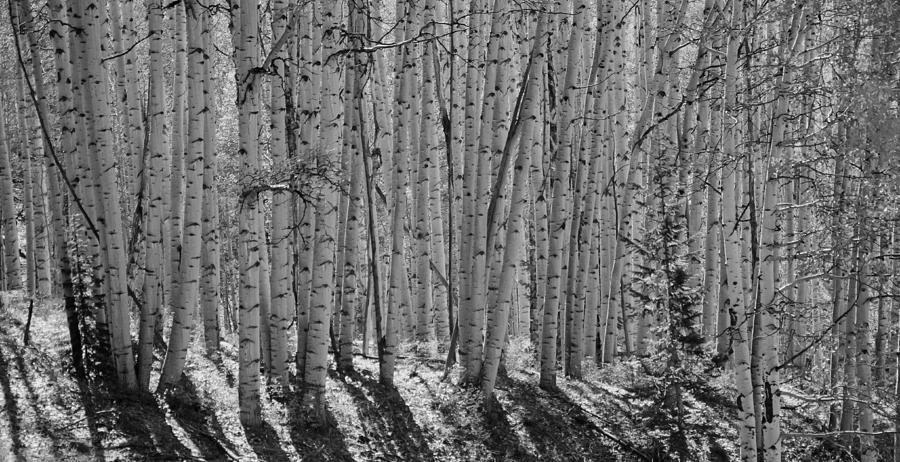 Tree Photograph - Aspens by Wilma  Birdwell