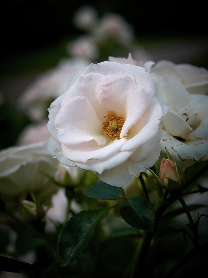 Aspirin rose Photograph by Jouko Lehto - Fine Art America