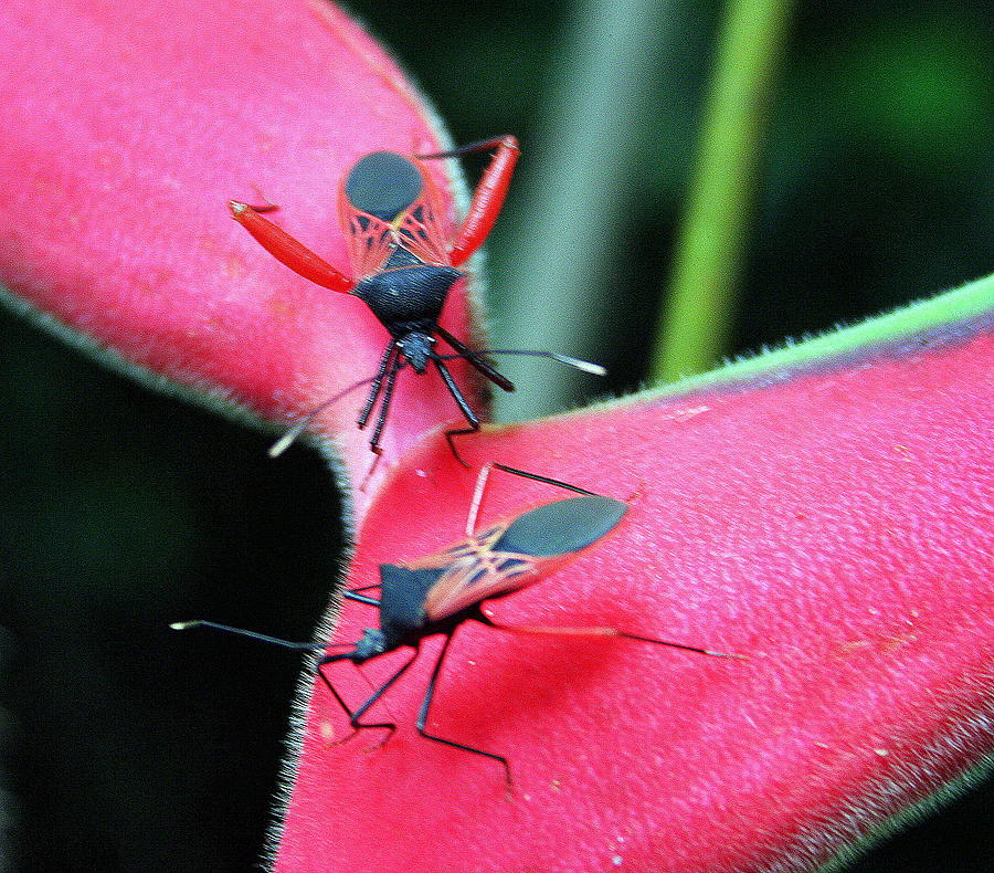 Assassin Bug Photograph - Assassin Bug Matchup by Laurel Talabere Assassin Bug Photograph - Assassin Bug Matchup by Laurel Talabere