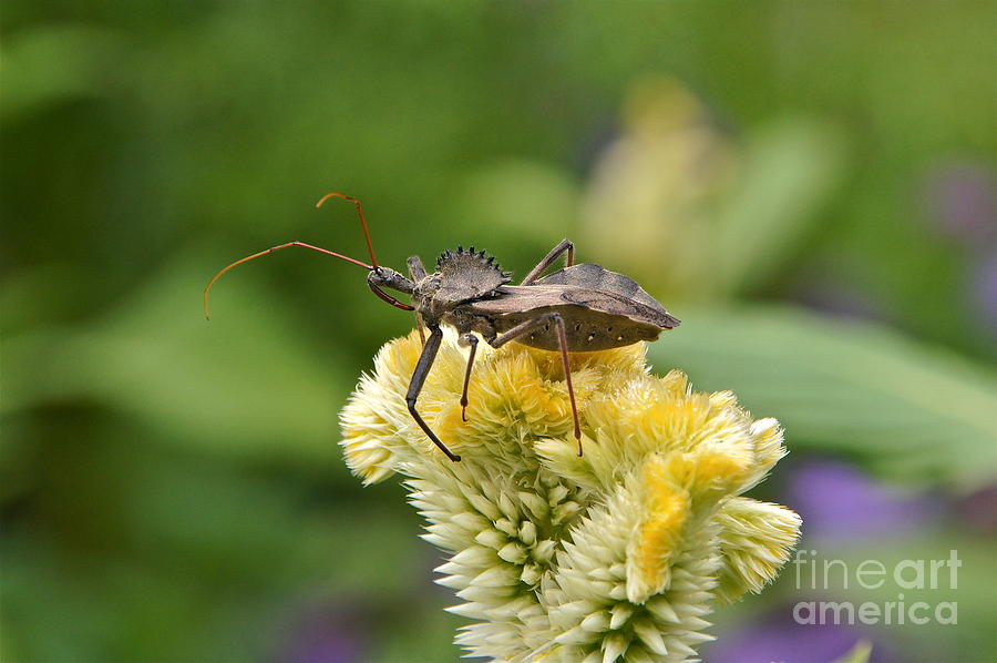 Assassin Bug on Coxcomb Photograph by Byron Varvarigos