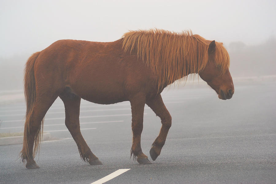 Assateague Pony Photograph by Kelly Reber