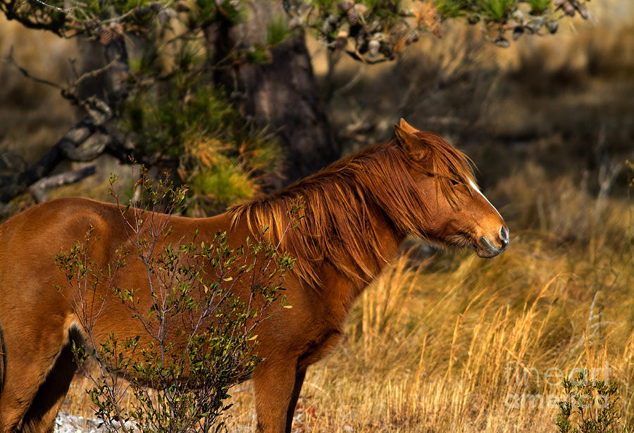Assateague Island Photograph - Assateague Wild Pony by Ursula Lawrence
