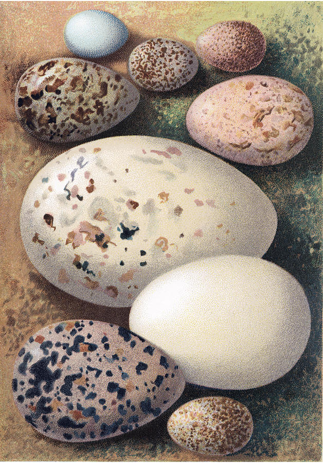 Egg Photograph - Assorted Birds Eggs, Historical Art by Sheila Terry