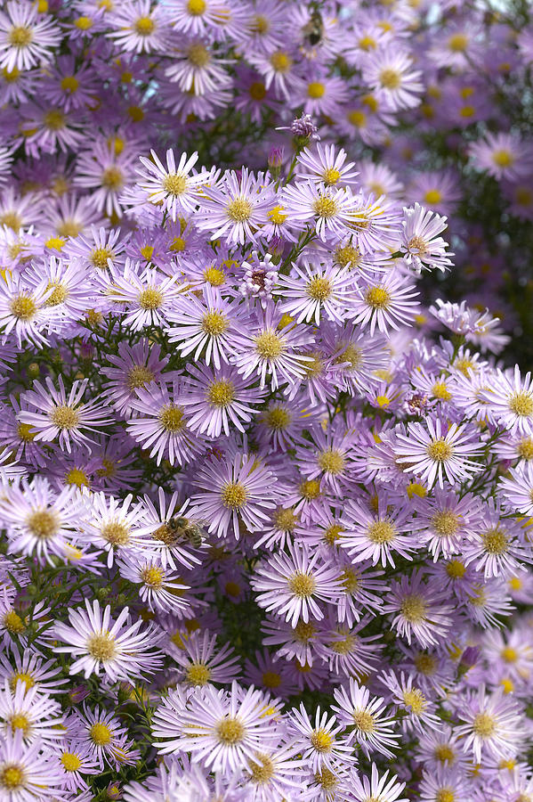 Aster Aster Universum Pink Star Variety Photograph by VisionsPictures Aster Aster Universum Pink Star Variety Photograph by VisionsPictures