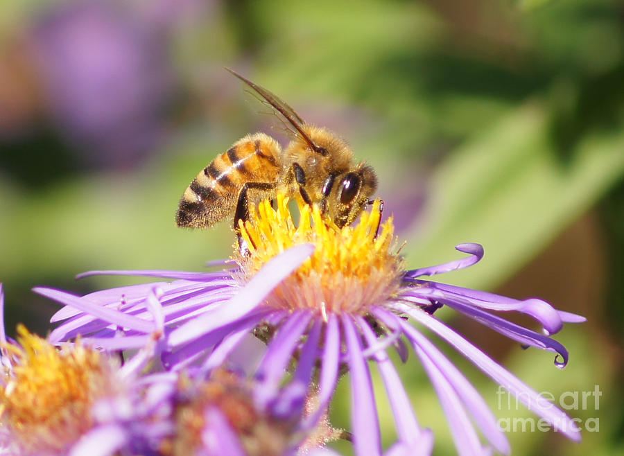 Aster Loving Honey Bee Photograph by Robert E Alter Reflections of Infinity LLC