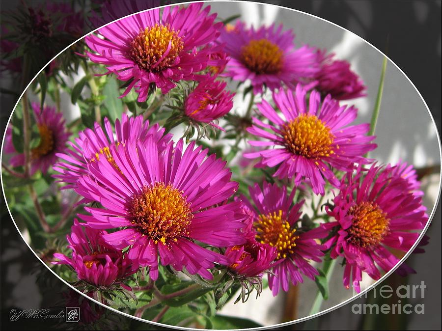 Aster named September Ruby Photograph by J McCombie