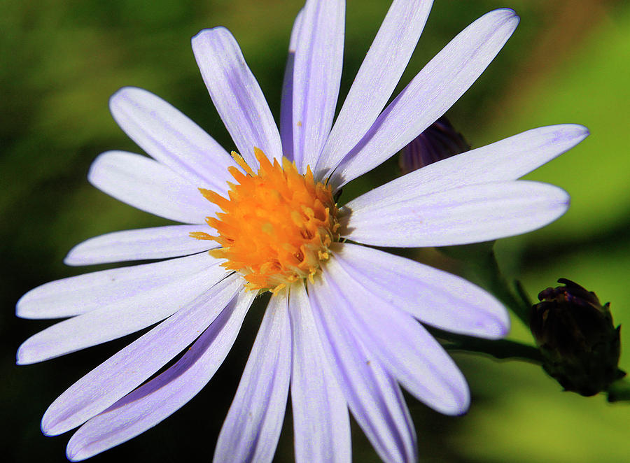 Aster  Photograph by Scott Hovind