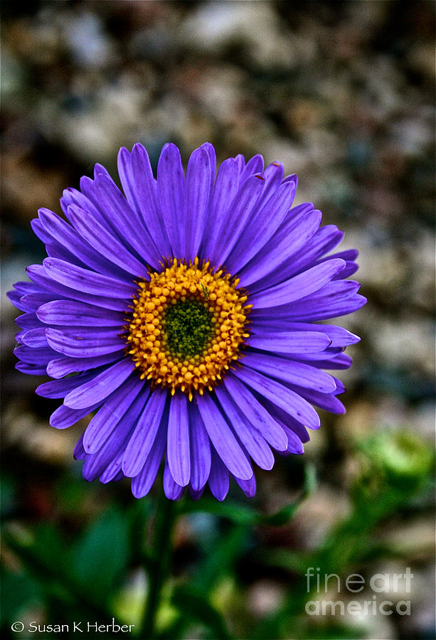 Spring Photograph - Aster by Susan Herber