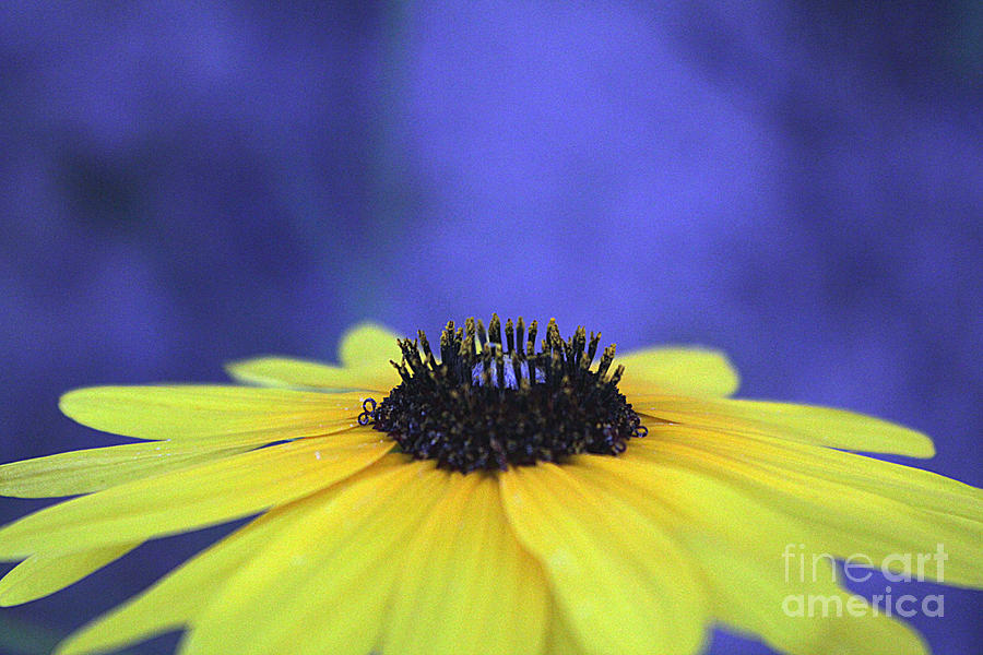 Daisy Photograph - Asteraceae Gilded by Alycia Christine