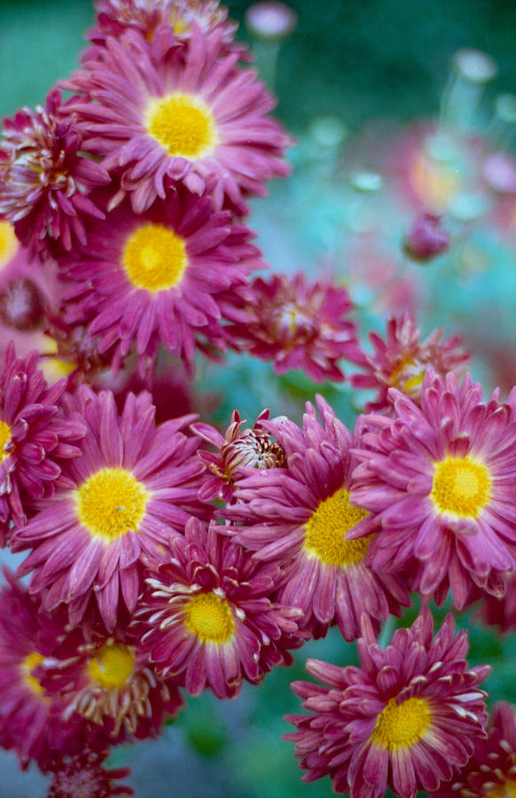 Asters Photograph