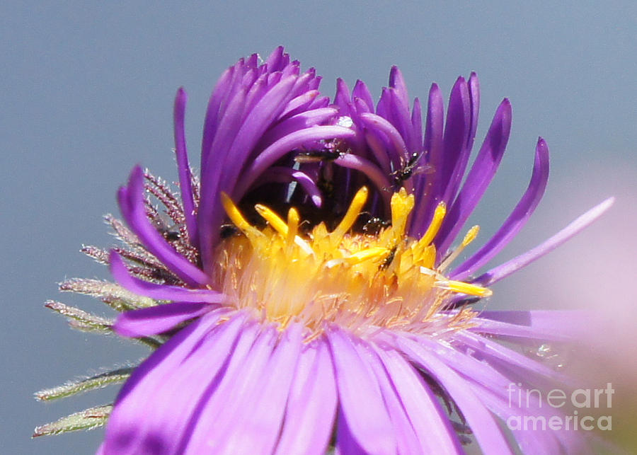 Asters Starting to Bloom Close-up Photograph by Robert E Alter Reflections of Infinity