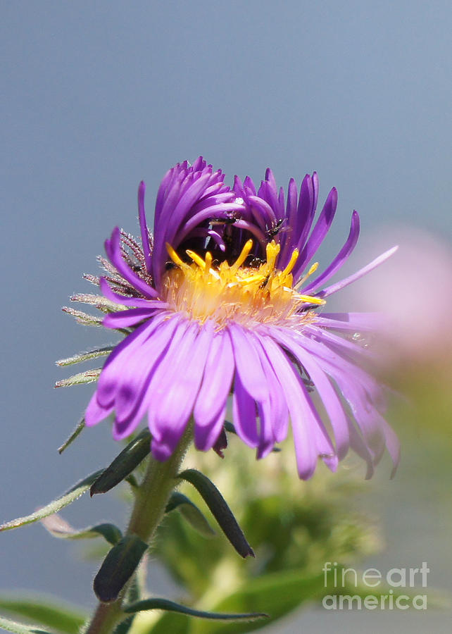 Asters Starting to Bloom Photograph by Robert E Alter Reflections of Infinity