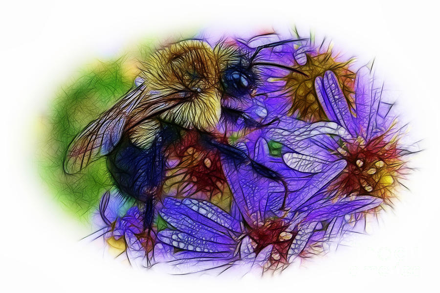 Asters with Dew and Bumblebee Photograph by Judi Bagwell
