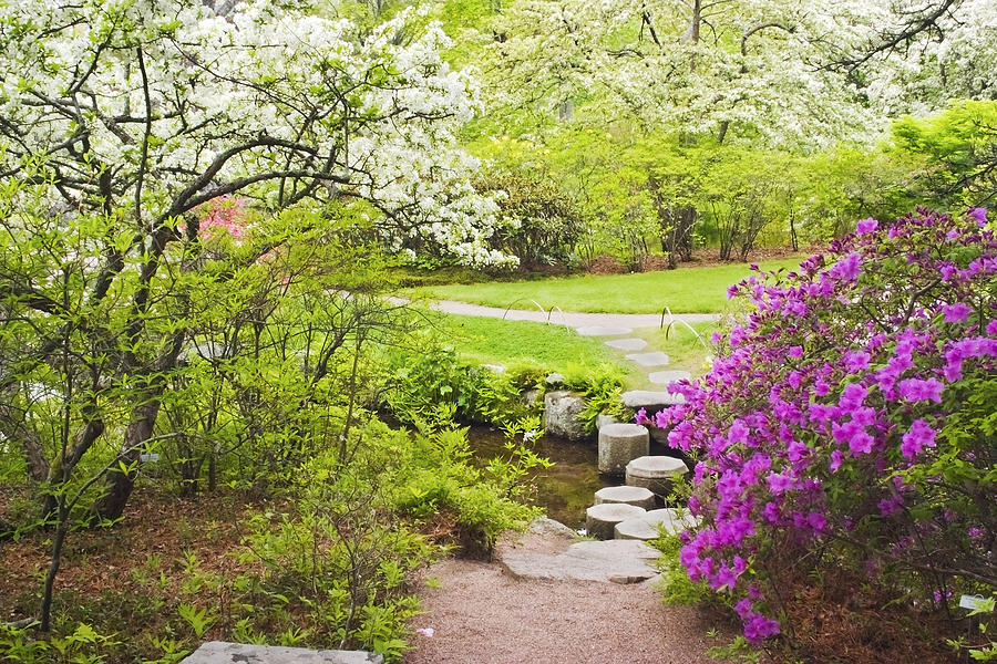 Spring Photograph - Asticou Azelea Garden In Spring Photograph by Keith Webber Jr