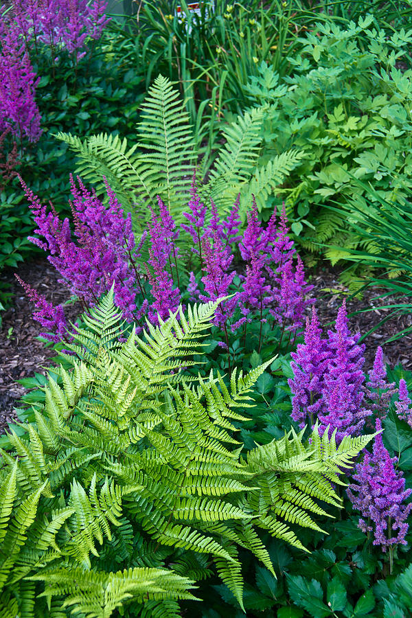 Astilbe and Ferns Photograph by Douglas Barnett