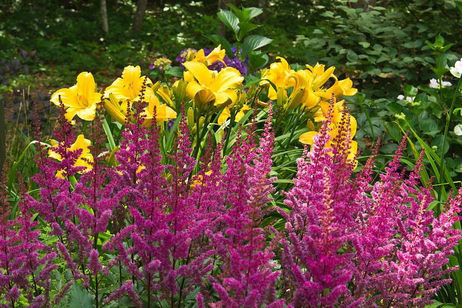 Astilbe and Lilies Photograph by Douglas Barnett