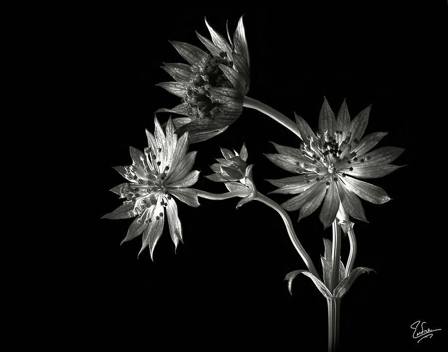 Astrantia in Black and White Photograph by Endre Balogh