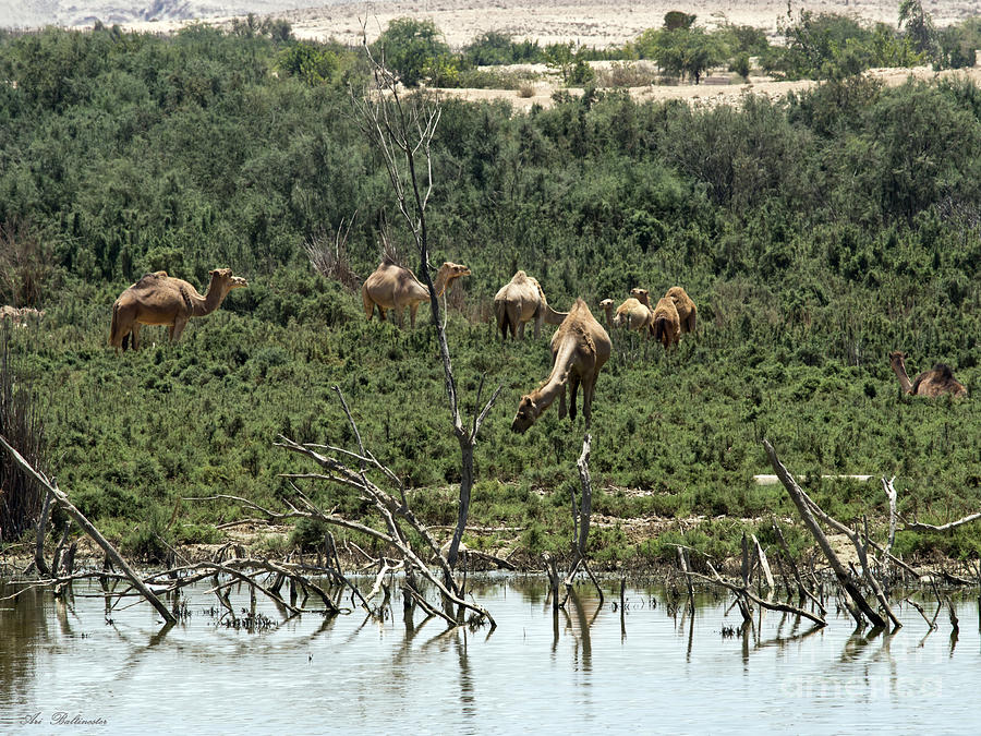 Camel Photograph - At a peaceful land by Arik Baltinester