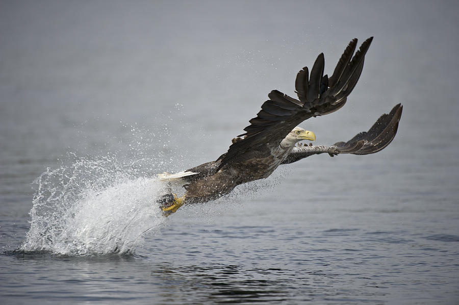 Eagle Photograph - At Full Stretch by Andy Astbury