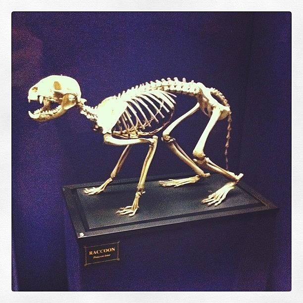 Skeleton Photograph - At The Australian Museum With by Sierra Kay