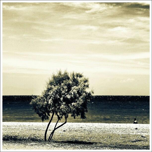 Nature Photograph - At The Beach #art #webstagram #solotree by Thomas Berger