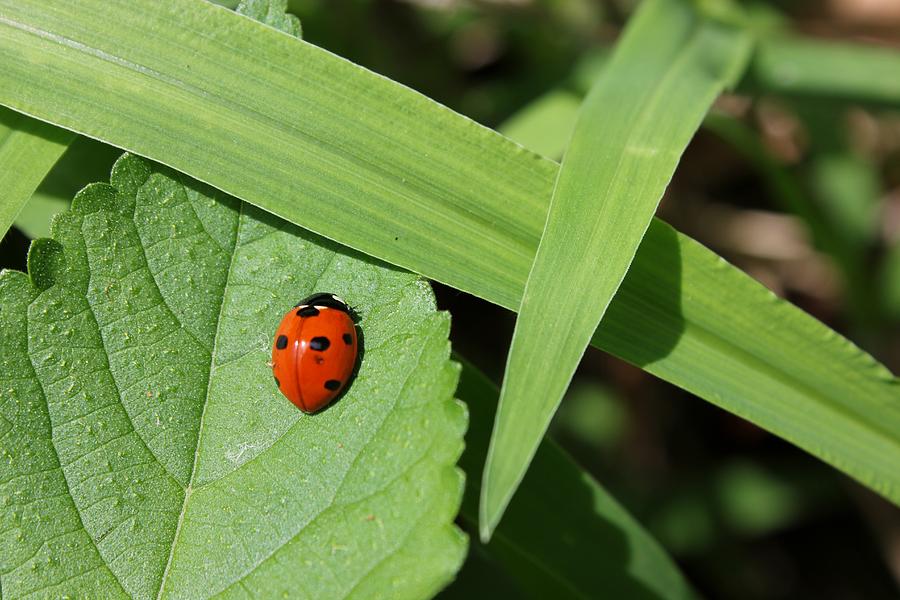 Ladybug Photograph - At The Crossroads by Betty Northcutt