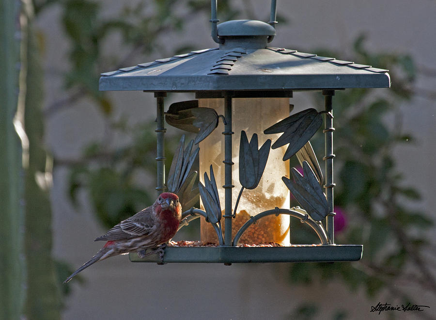 At the Feeder Photograph by Stephanie Salter