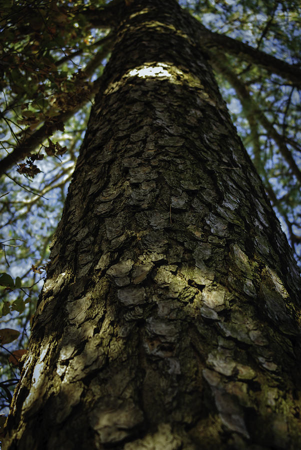 Tree Photograph - At The Foot Of A Giant by Devin Rader