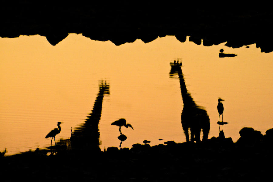 Giraffe Photograph - At the Waterhole by Michele Burgess