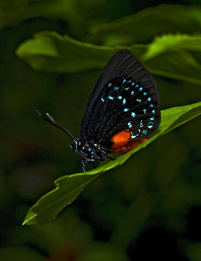 Atala Butterfly Photograph by Murray Bloom