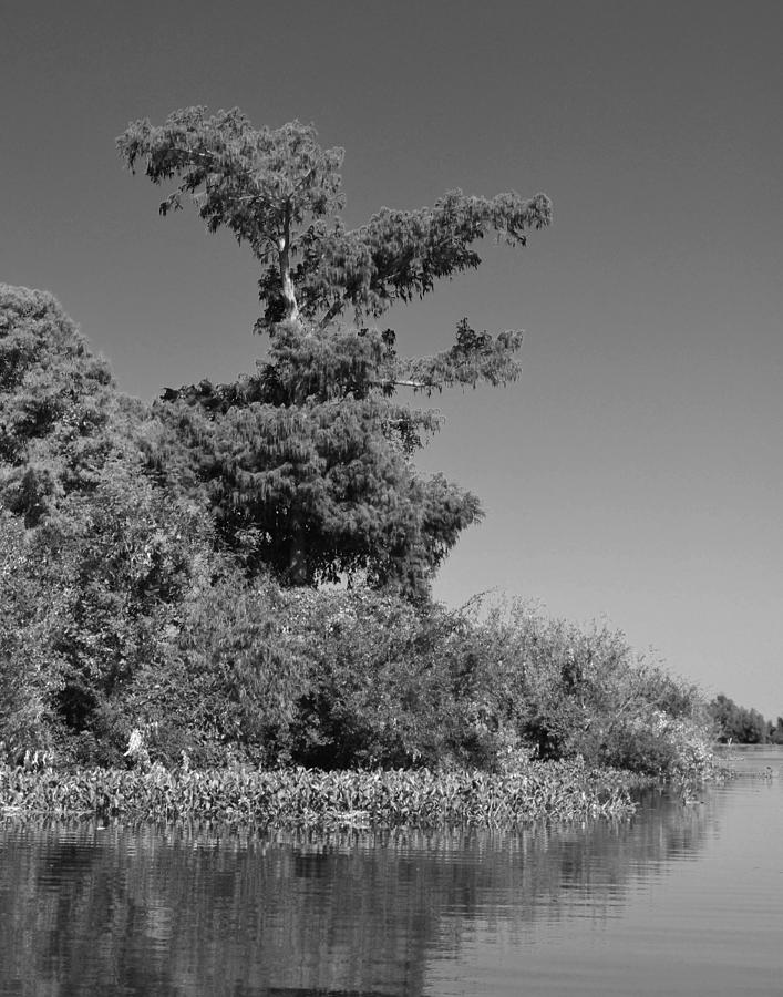 Atchafalaya Basin 25 Southern Louisiana Photograph by Maggy Marsh