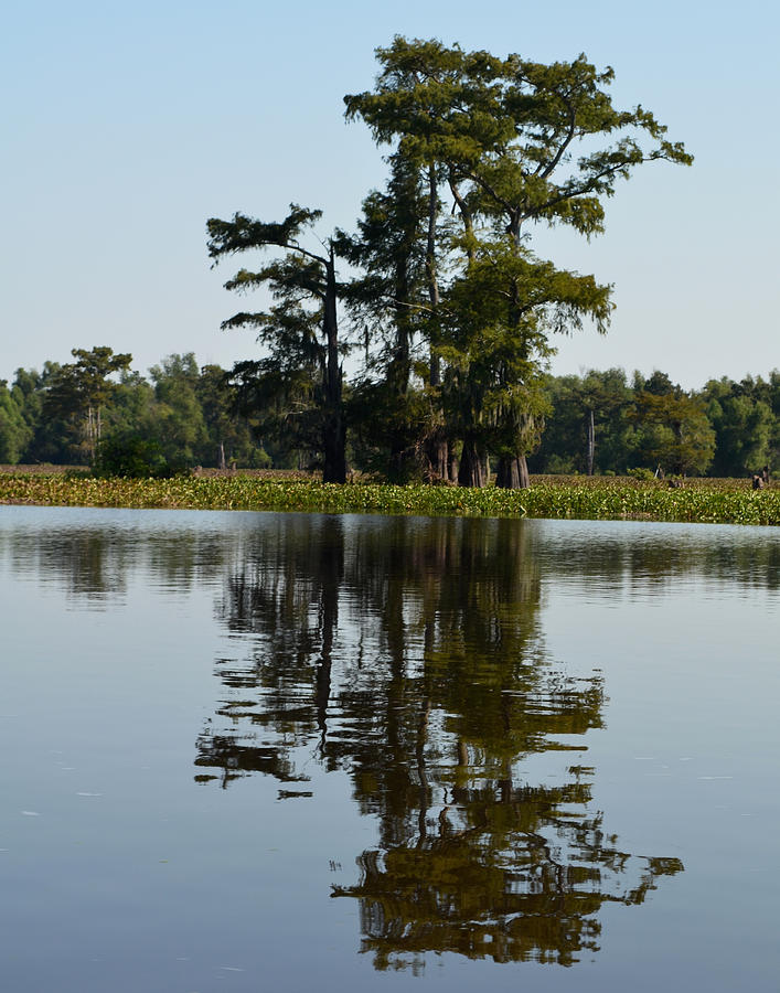 Atchafalaya Basin 32 Southern Louisiana Photograph by Maggy Marsh