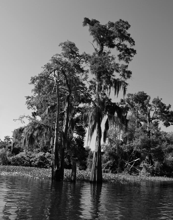 Atchafalaya Basin 50 Southern Louisiana Photograph by Maggy Marsh
